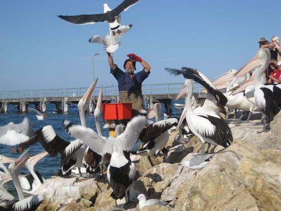 Die Pelikane (und Moewen)...