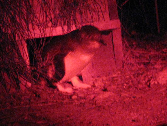 so nen kleiner Pinguin