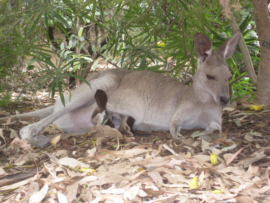 Kaenguruh mit "Joey" (halb im Beutel)