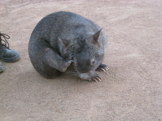 Wilhelmina, die Wombat Dame