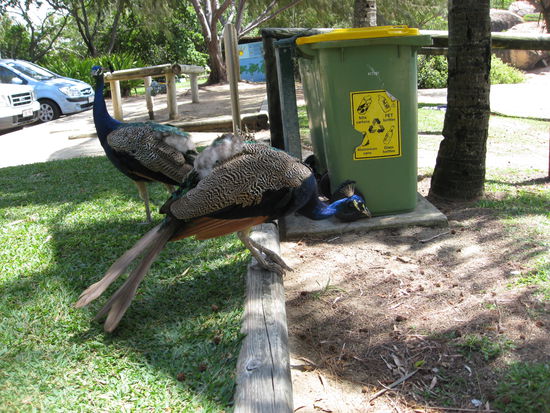 Pfauen in Horseshoe Bay