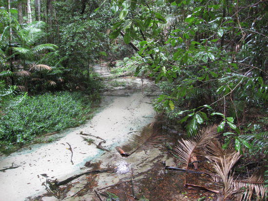 Sueswasserfluss im Regenwald von Fraser Island
