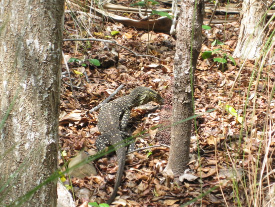varanus gouldii