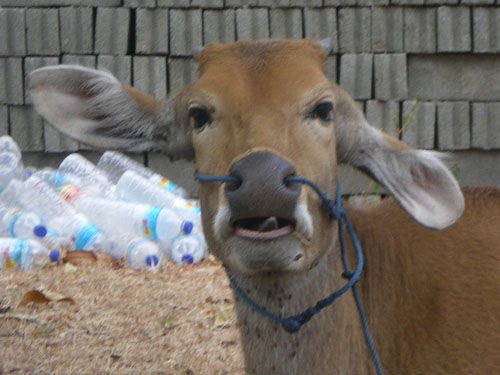 Meine Lieblingskuh