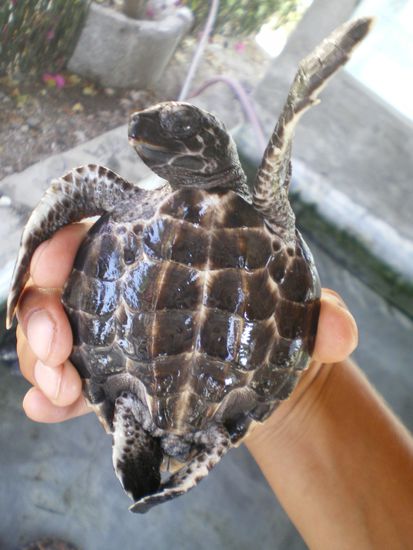 Dieses Exemplar ist ungefaehr drei Monate alt und schon Vize-Meisterin im Synchronschwimmen!