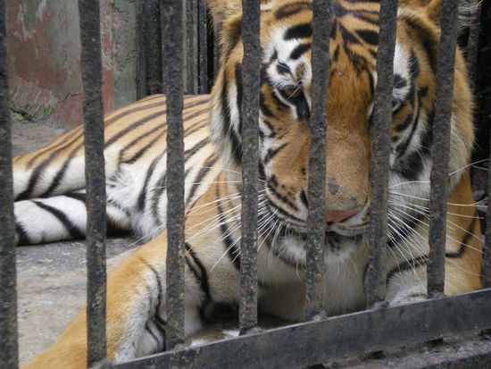 Der Tiger lag so anteilnahmslos da, das man ihn haette fast am Kopf streicheln koennen...