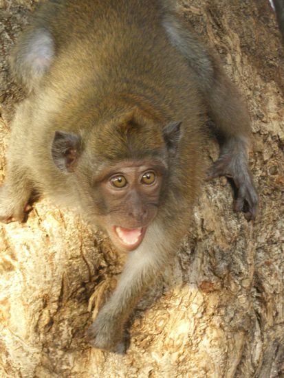 Mitbewohner vor der Anlage