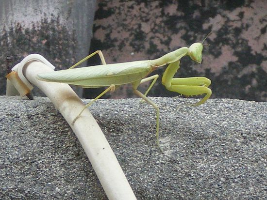 Mitbewohner auf dem Balkon