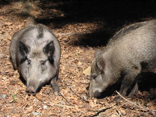 Wildschweine im nationalpark