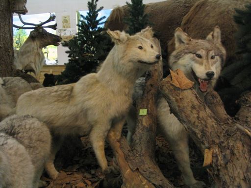 ausgestopfte Wölfe im Tiermuseum