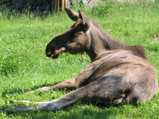 Elch in Skansen