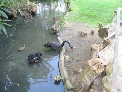 schwarzer Schwan