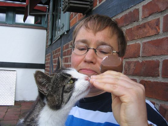 Diese freche Katze wollte unbedingt mein Eis haben