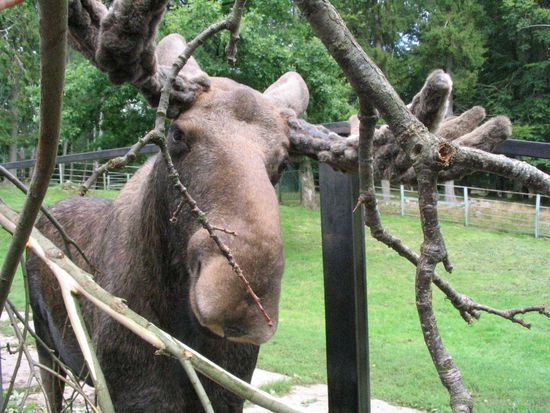 Hat mein Mann geschossen..