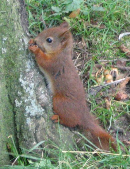 Eichhörnchen in Kristianstad