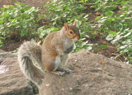 im Madison Square Park, die sind zahm!!