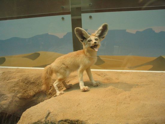 im Smithonian Natural Museum