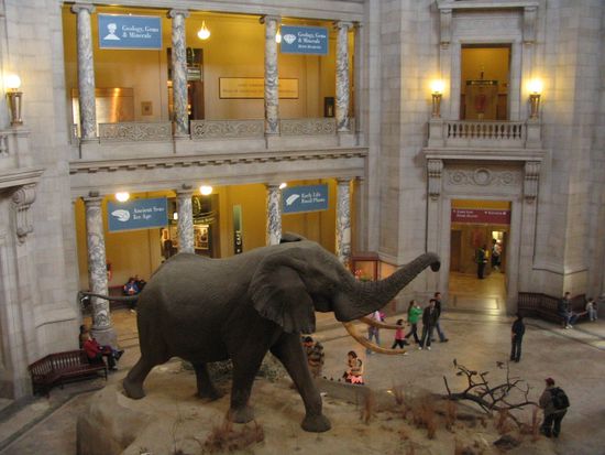 Elefant in der Eingangshalle