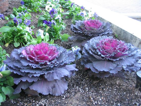 "Kohl" im Blumenbeet sahen wir nicht selten