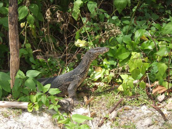 Am Hauptstrand von Koh Hong kann man relativ große (ca. 1,5m) Warane beobachten, sie kommen meist zur Mittagszeit aus dem hinter dem Strand liegenden Unterholz "gekrochen".