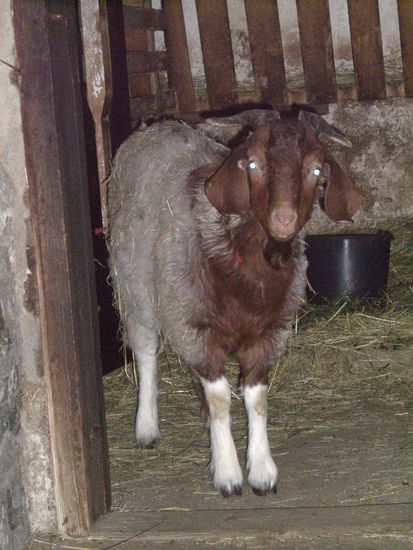 Unser Maskottchen - RAMBO - die nunmehr beruehmteste Ziege aus Thomasberg