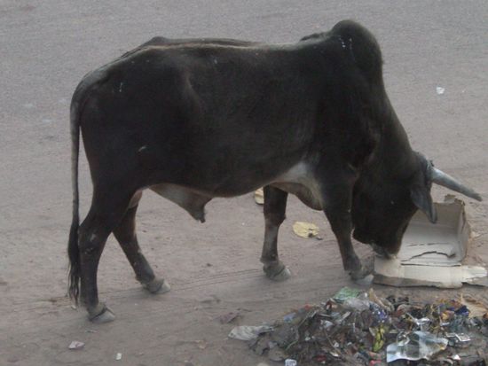 Während wir das Grünzeug futtern, frist die heilige Kuh den Karton und zwar das ganze Stück !!