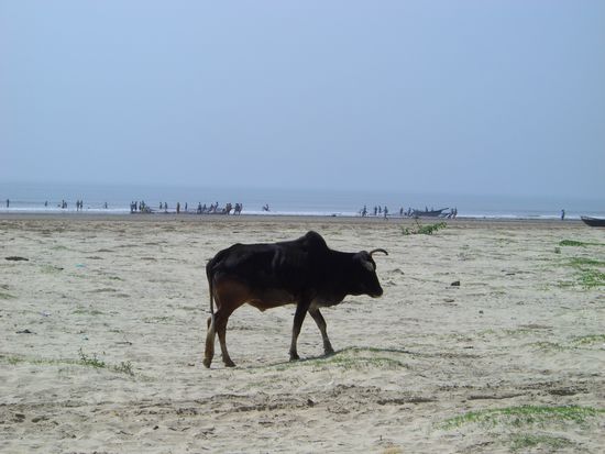 Fischer und die Heilige Kuh, aber keine Touristen - das ist der Geheimtip Mandarmoni