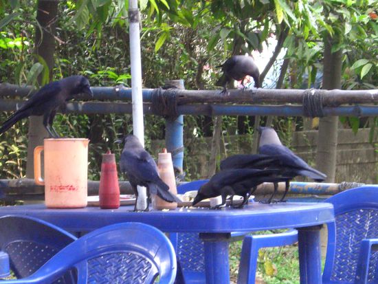 sehr freche Krähen, die sich bei ihrer Mahlzeit nicht stören lassen