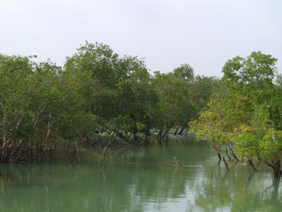 Der Zaun wurde errichtet, damit der Tiger nicht zu den bewohnten Inseln schwimmen kann und dort getötet wird.