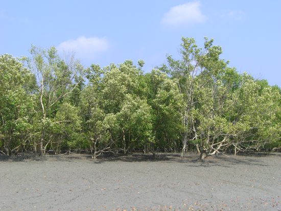 Am morgen sind die Mangroven noch unter Wasser gestanden !!