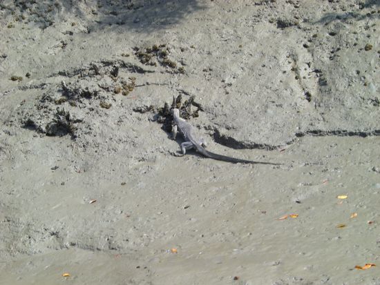 Juhu - zwar kein Tiger aber wenigstens ein Leguan.