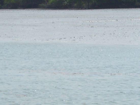 Die Fußspuren eines Sunderban-Tigers !!