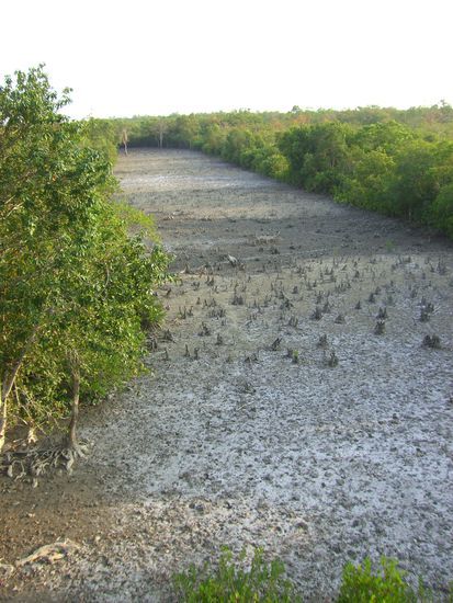 Wir warten und warten, aber leider kein Tiger läßt sich blicken.