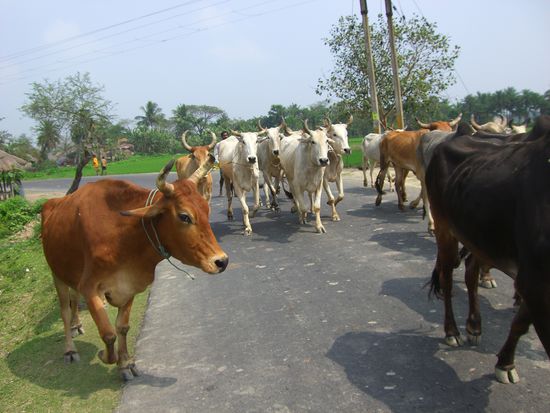 auch den heiligen Kühen ist der Gegenverkehr so was von egal