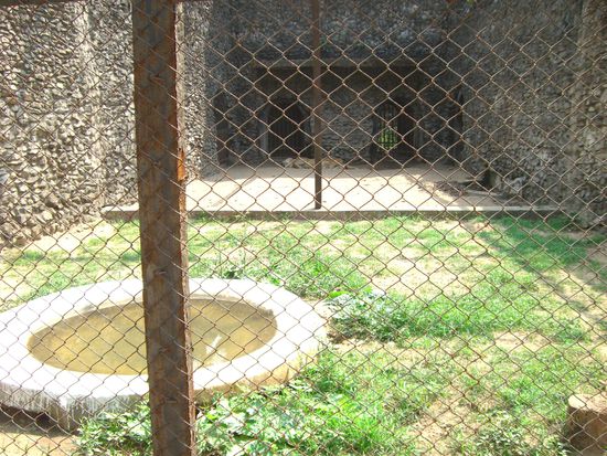 ganz hinten vegetiert ein Tiger