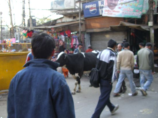 Mitten im Main Bazar - EINE HEILIGE KUH