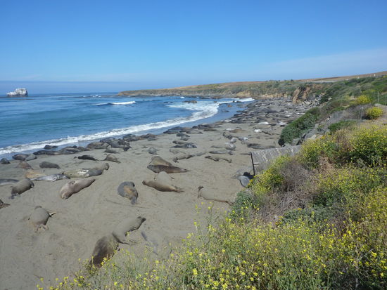 Seeelefanten - sie sind nicht schön, stinken gewaltig, da wär´s mal wieder toll, wenn man den Duft über´s Internet verschicken kann - aber trotzdem faszinierende Tiere.