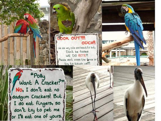 Fraglich ist, ob man nicht vor den Vögeln mehr Angst haben muss als vor den Aligatoren ?!? Na ja, der eine will wahrscheinlich nur den Finger, der andere die ganze Hand.