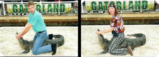 Das war die Bändigung des Riesen-Aligators 