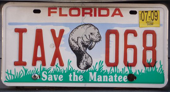 Das waren die einzigen Manatees, die ich in Florida gesehen habe!