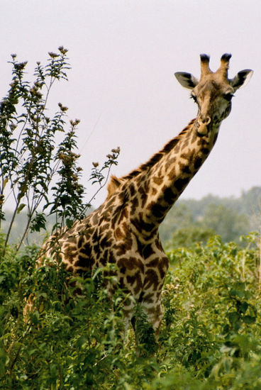 Giraffe im Arusha-Nationalpark