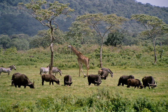 Tierherden in der Serengeti Ndogo