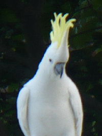Gelbhaubenkakadu