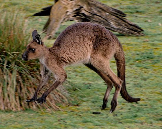 Auf Kangaroo Island gibt es eine eigene Känguruh-Art