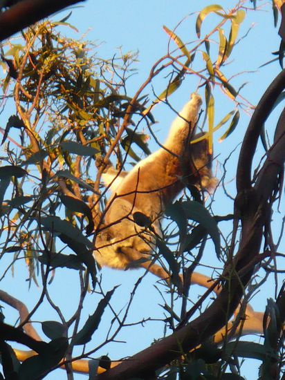 Die Population der Koalas, die sich nur von Eukalyptusblättern ernähren, ist seit der Ansiedlung vor 70 Jahren so stark gestiegen, dass die Vegetation leidet und Kontrollmaßnahmen nötig sind.
