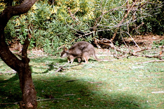 Wallaby-Mutter mit Jungem im Beutel