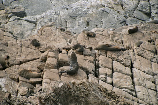 Seebären beim Mittagsschlaf