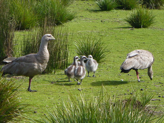 Hühnergänse wurden durch Ansiedeln auf Kangaroo Island vor dem Aussterben bewahrt.