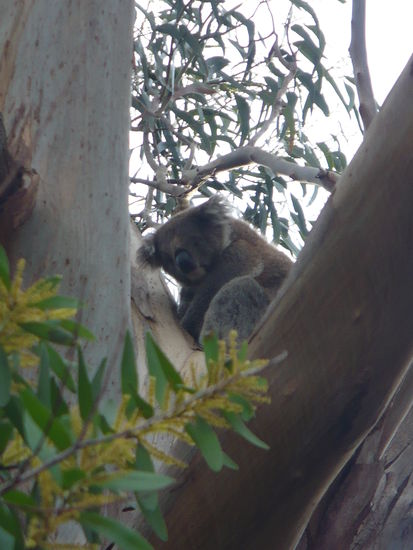 Koala in einer Astgabel als Ruheplatz