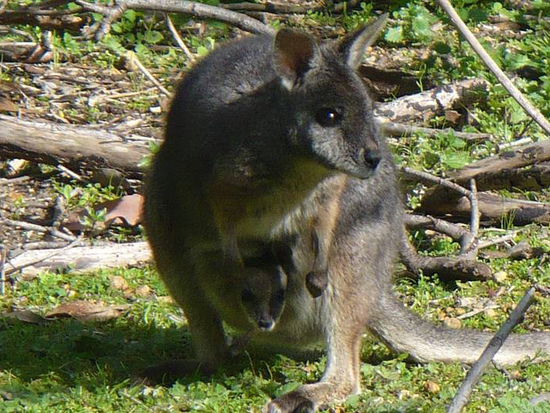 Wallabies sind auf Kangaroo Island allgegenwärtig.